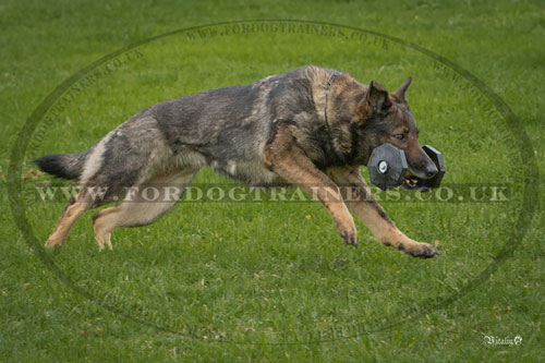 Dog agility training dumbbell